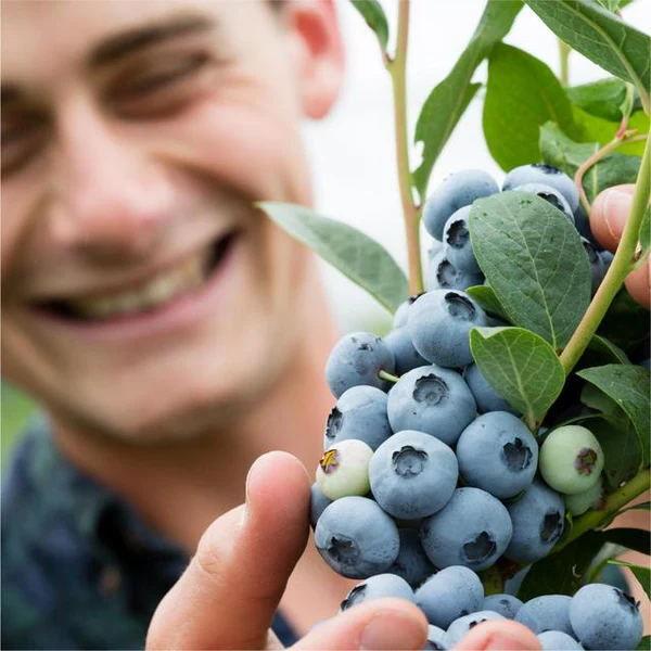 Berry World Blueberries - Image 2