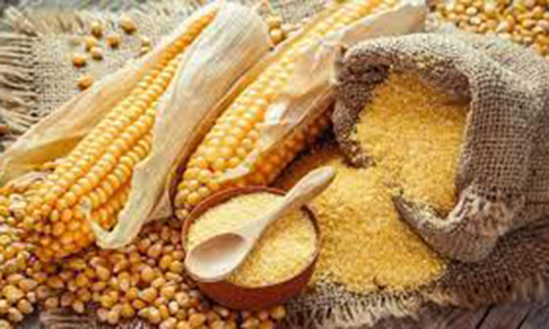 Maize I Makki Flour-1kg