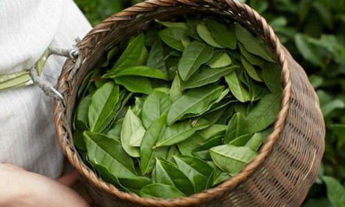 Bay Leaf (Tej Patta, 1 Pack)